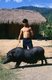Thailand: Chin Haw villager with a pig in rural Chiang Rai